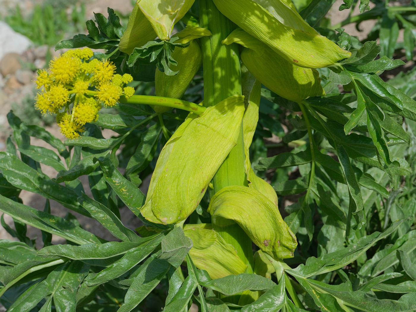 Image of Ferula foetidissima specimen.