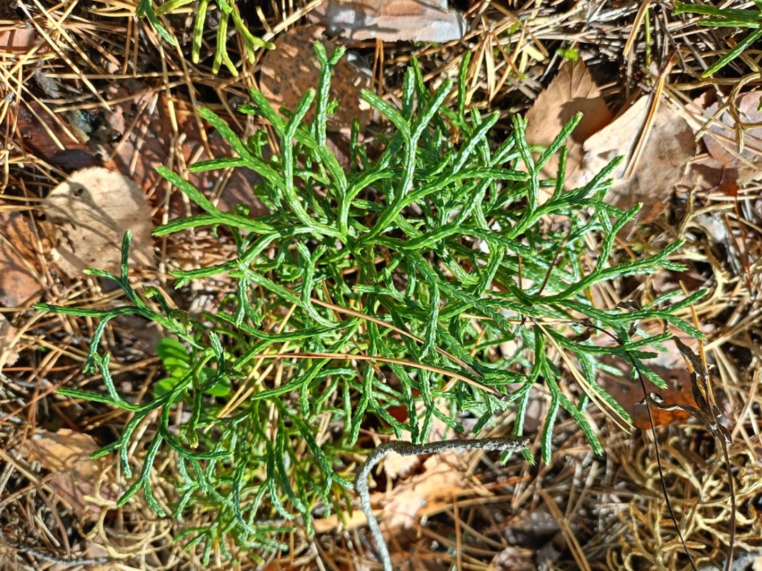Изображение особи Diphasiastrum complanatum.