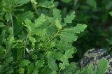 genus Quercus. Листья. Турция, ил Артвин, р-н Юсуфели, выше дер. Гюльпынар, выс. 1745 м н.у.м., склон. 13 июня 2026 г.