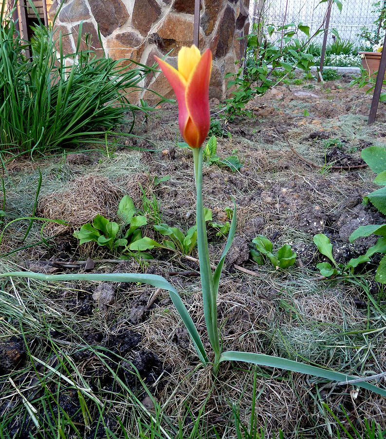 Image of Tulipa clusiana specimen.