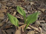 Allium ochotense