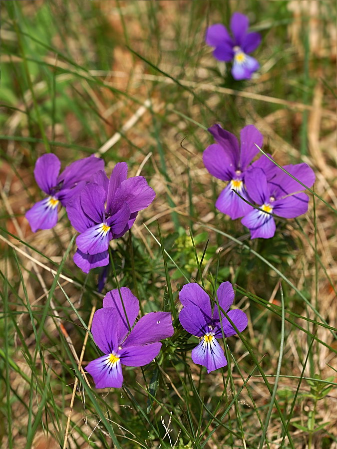 Изображение особи Viola declinata.