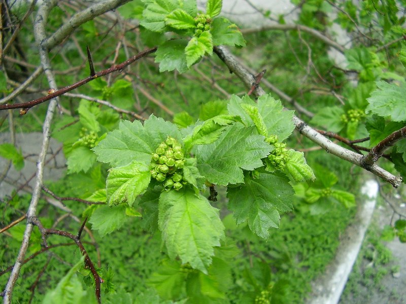 Image of Crataegus sanguinea specimen.