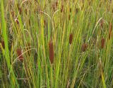 Typha elatior