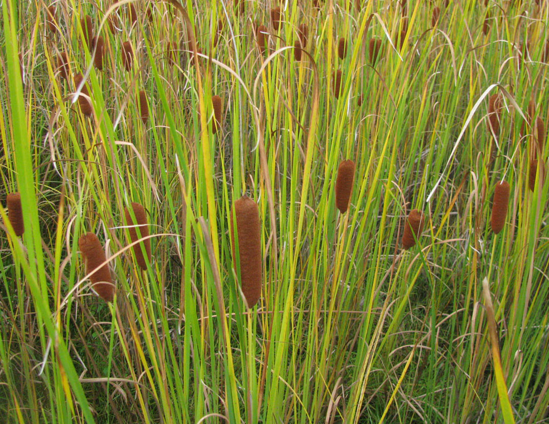Image of Typha elatior specimen.