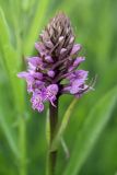 Dactylorhiza baltica