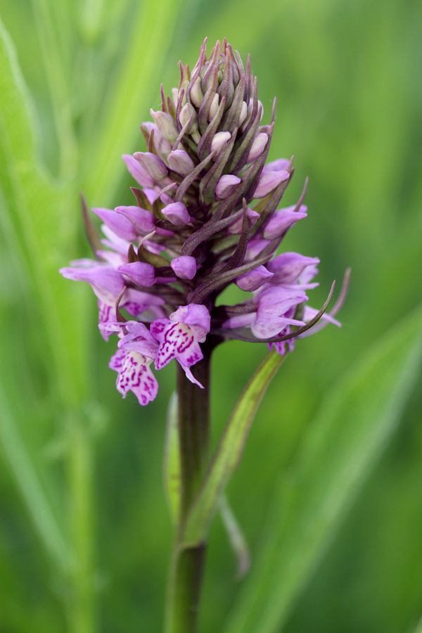 Изображение особи Dactylorhiza baltica.