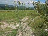 род Centaurea. Цветущее растение на меловом склоне. Украина, Донецкая обл., Славянский р-н, окр. с. Татьяновка. 09.07.2011.