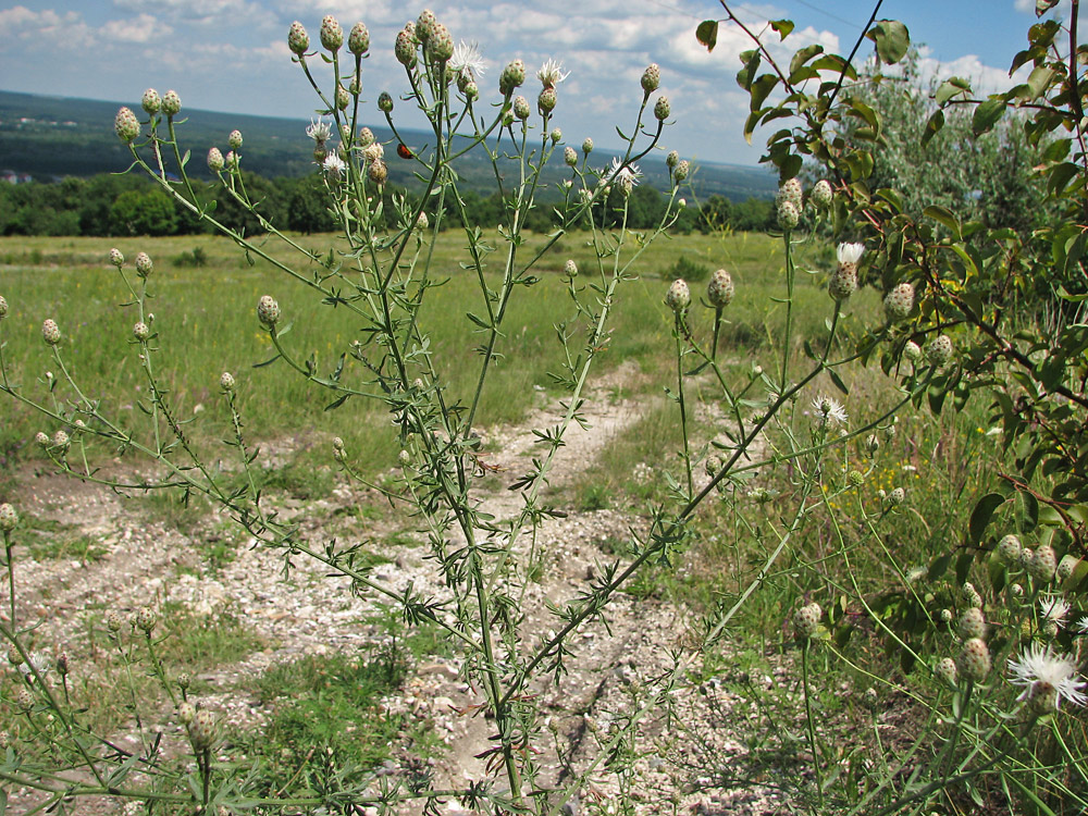 Изображение особи род Centaurea.