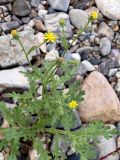 Senecio viscosus. Цветущее растение. Приморский край, Лазовский р-н, Лазовский заповедник, кордон Карпадь, долина р. Прямушки. 19.08.2009.