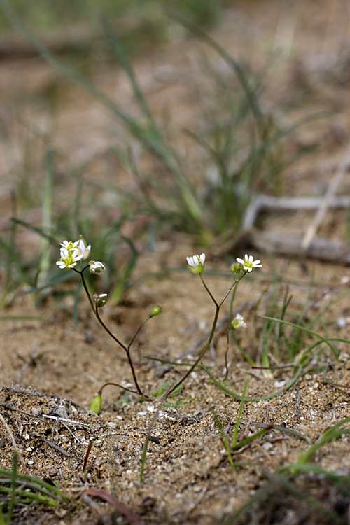 Изображение особи Erophila verna.