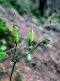 Soldanella montana