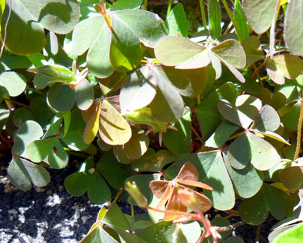 Изображение особи Oxalis stricta.