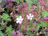 Geranium robertianum