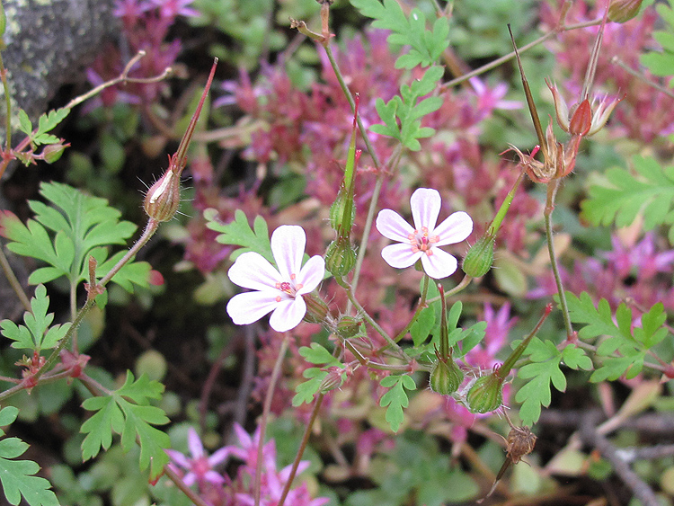 Image of Geranium robertianum specimen.