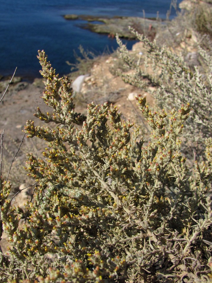 Image of Artemisia dzevanovskyi specimen.