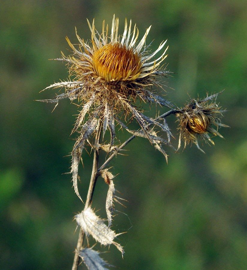 Image of Carlina intermedia specimen.