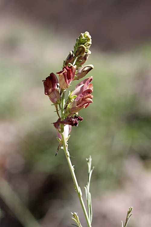 Image of Linaria popovii specimen.