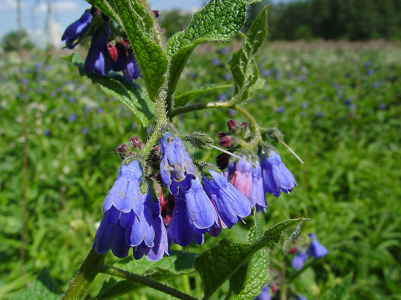 Изображение особи Symphytum asperum.