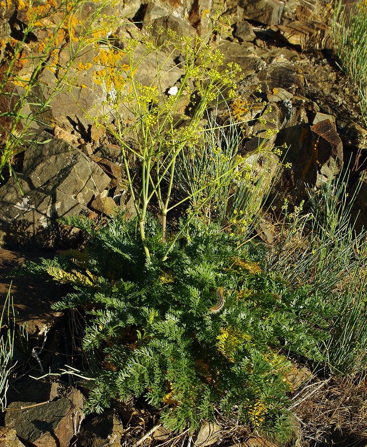 Image of genus Prangos specimen.