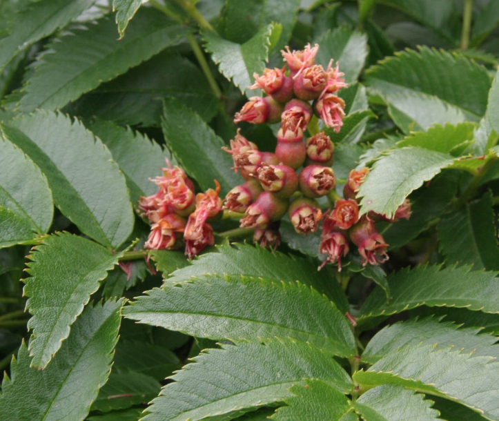 Image of Sorbus sambucifolia specimen.