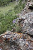 Campanula alberti