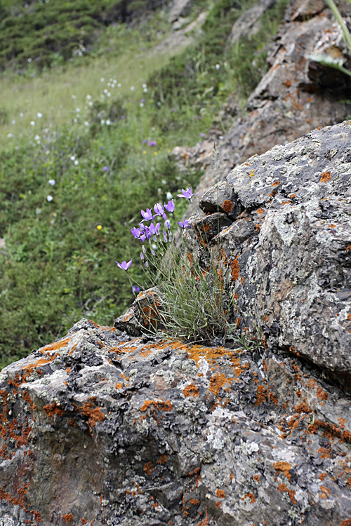 Изображение особи Campanula alberti.