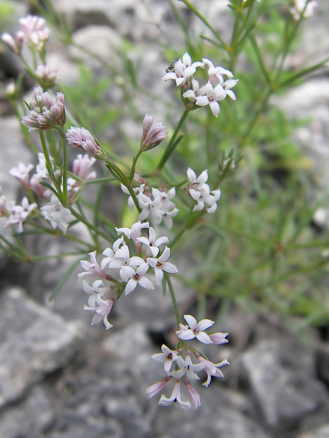 Изображение особи Asperula biebersteinii.