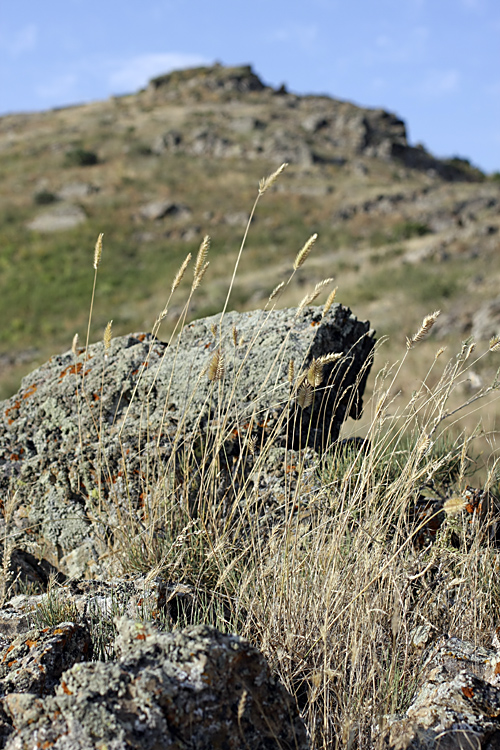 Image of Agropyron cristatum specimen.