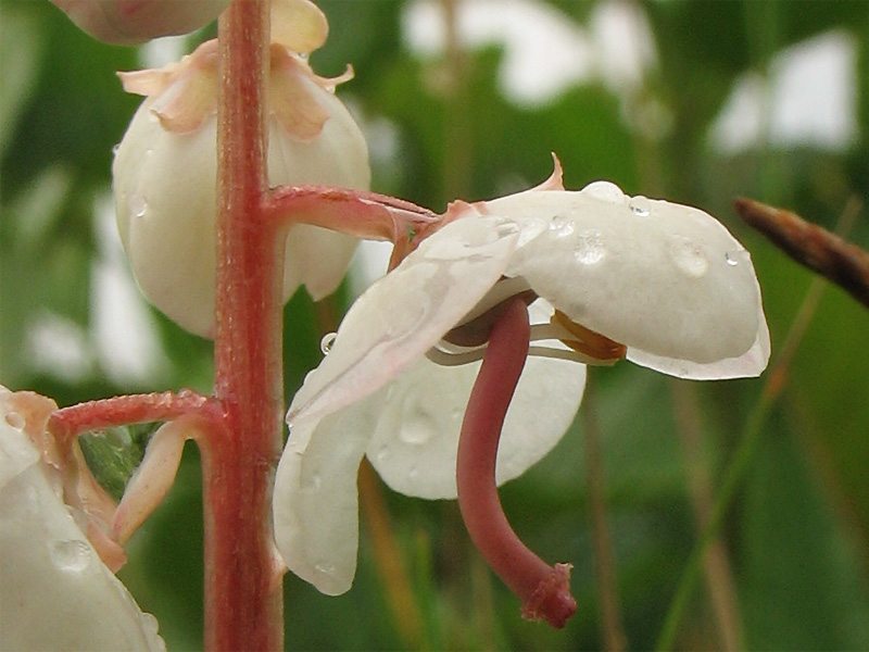 Изображение особи Pyrola rotundifolia ssp. maritima.