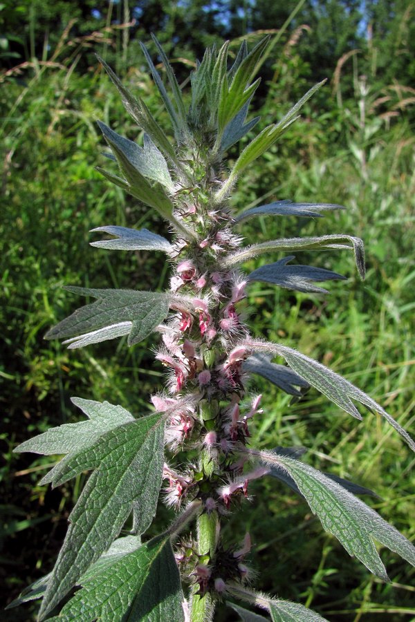 Image of Leonurus quinquelobatus specimen.