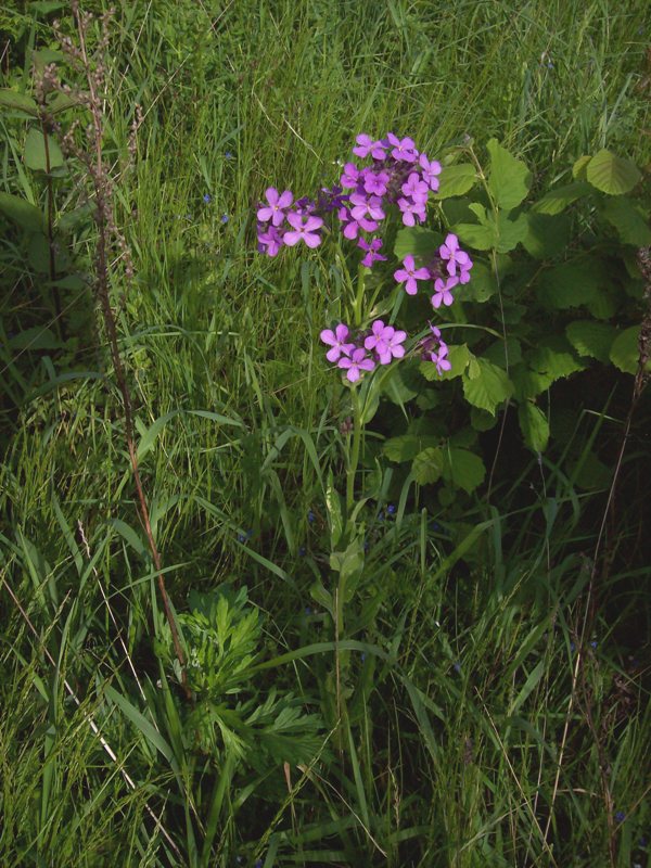 Image of Hesperis pycnotricha specimen.