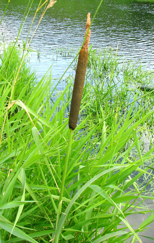 Изображение особи Typha latifolia.