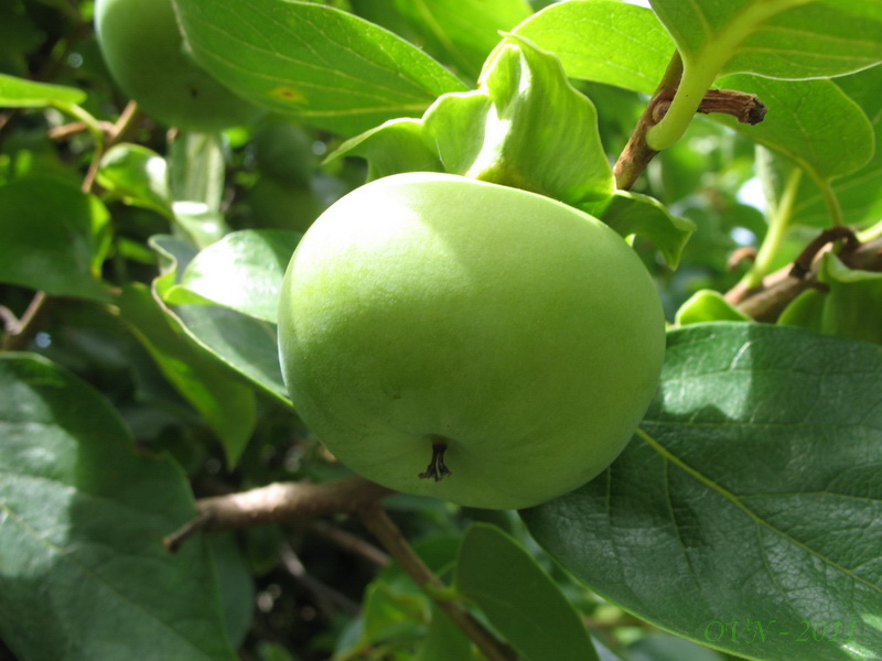 Изображение особи Diospyros kaki.
