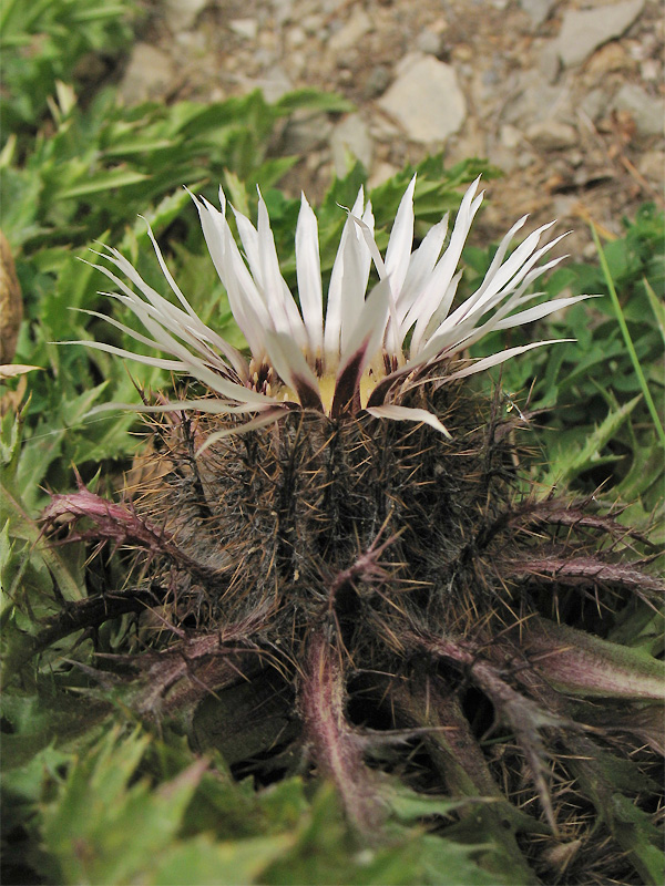 Изображение особи Carlina acaulis.