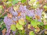 genus Vitis