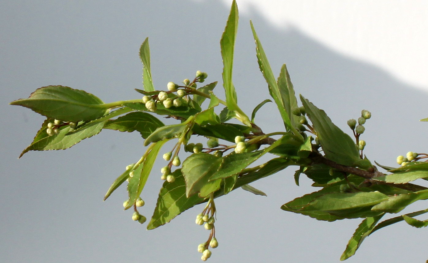 Image of Deutzia gracilis specimen.