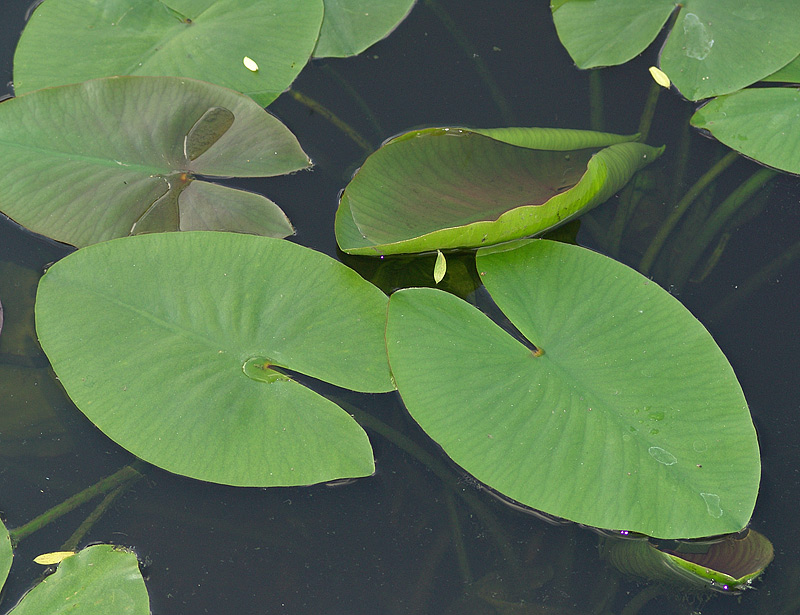 Image of Nuphar lutea specimen.