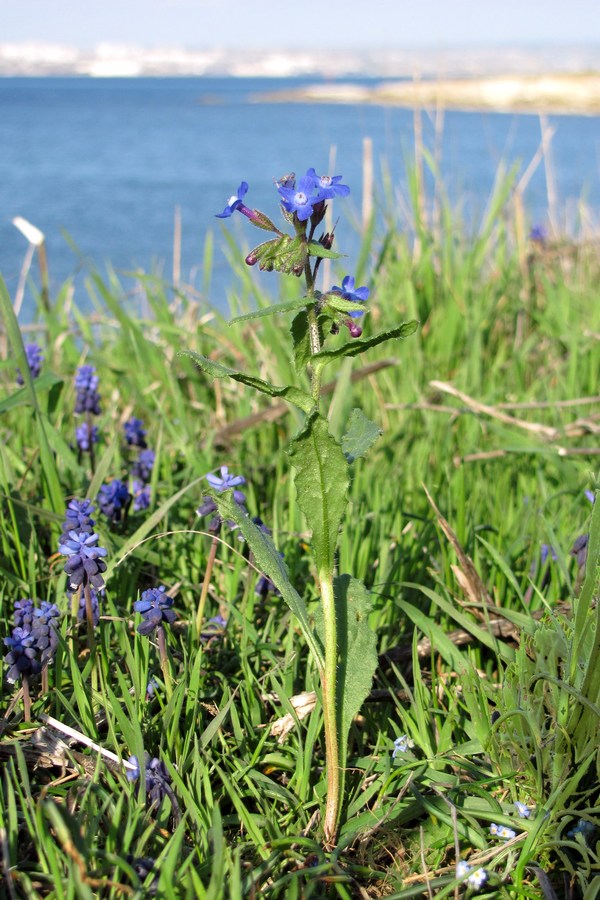 Image of Anchusa stylosa specimen.