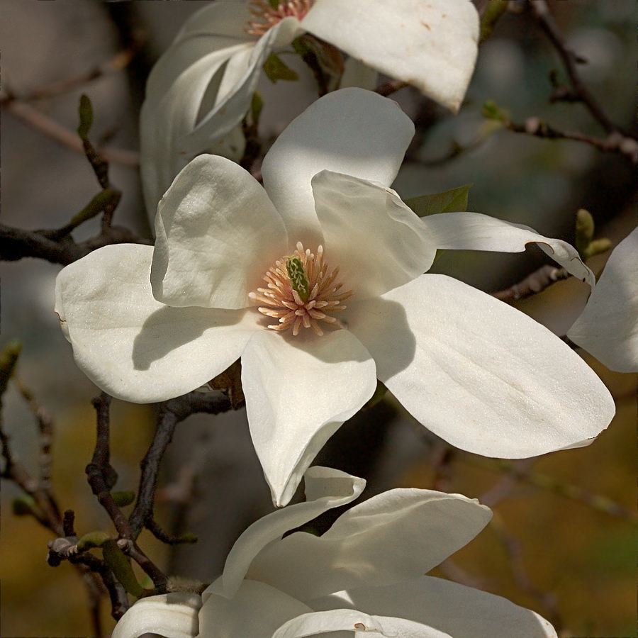 Image of Magnolia kobus specimen.