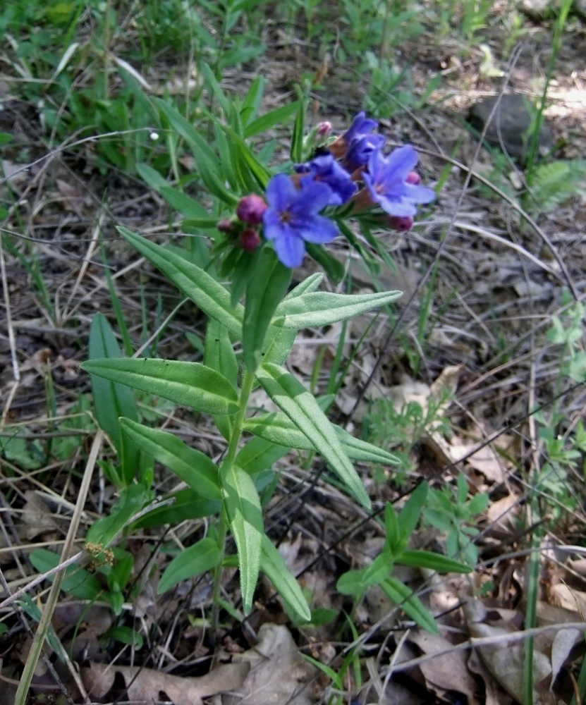 Image of Aegonychon purpureocaeruleum specimen.