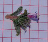 Image of taxon representative. Author is Татьяна Мальчинская