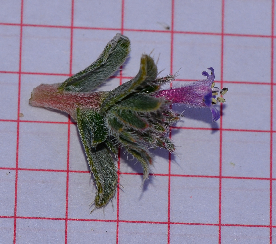 Image of Moltkiopsis ciliata specimen.
