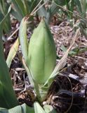 Iris pumila