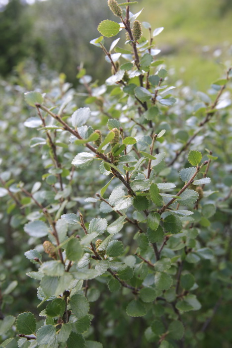 Image of genus Betula specimen.