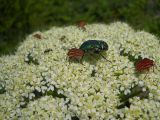 Heracleum stevenii. Часть соцветия с кормящимися насекомыми. Крым, окрестности Ялты, хр. Иограф. 4 июня 2012 г.