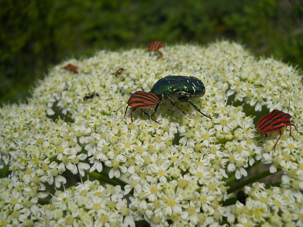 Image of Heracleum stevenii specimen.