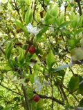 Lonicera fragrantissima. Ветви с цветками и плодами. Крым, Ялта. 05.04.2009.