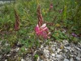 Onobrychis inermis