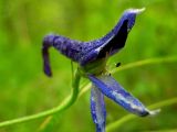 Delphinium elatum